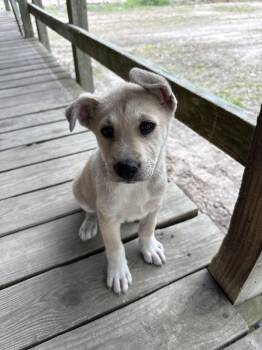 Labrador Retriever Dogs Available for Adoption in Cleveland, Texas - Sue | PetCurious