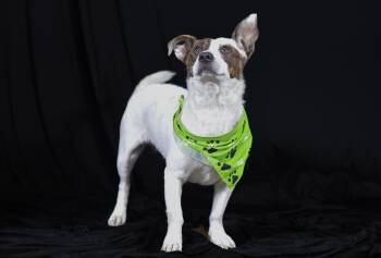 Polar Bear -  Mixed Breed Dog for Adoption in Defuniak Springs, Florida - Polar Bear | PetCurious