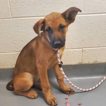 Stereo -  Mixed Breed Dog for Adoption in Asheville, North Carolina - Stereo | PetCurious