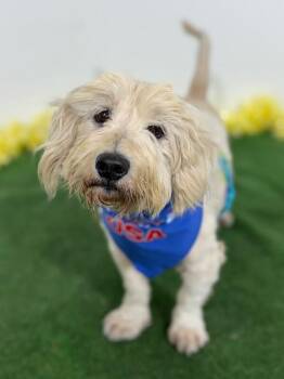 Cockapoo and Schnoodle Dogs Available for Adoption in Carlsbad, California - Noodle | PetCurious
