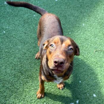 Fuego 2472 -  Hound and Mixed Breed Dog for Adoption in Loxahatchee Groves, Florida - Fuego 2472 | PetCurious