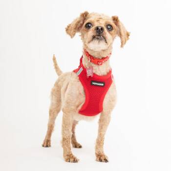Bikini 14354 -  Miniature Poodle Dog for Adoption in San Francisco, California - Bikini 14354 | PetCurious