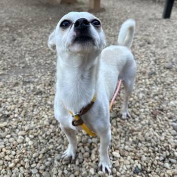 Zero -  Chihuahua Dog for Adoption in Philadelphia, Pennsylvania - Zero | PetCurious