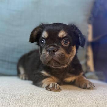Gnocchi -  French Bulldog Dog for Adoption in Las Vegas, Nevada - Gnocchi | PetCurious