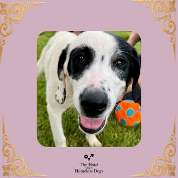 Hattie -  Great Pyrenees and Mixed Breed Dog for Adoption in Cumberland, Rhode Island - Hattie | PetCurious
