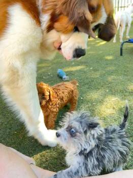 Mugsy -  West Highland White Terrier Westie and Poodle Dog for Adoption in Columbus, Ohio - Mugsy | PetCurious