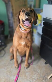 Roo -  Hound and Cocker Spaniel Dog for Adoption in Ashland, Wisconsin - Roo | PetCurious