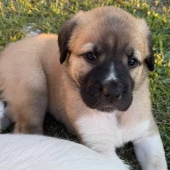 Great Pyrenees Dogs Available for Adoption - Princess Jasmine | PetCurious