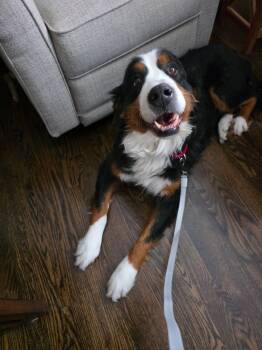 Bernese Mountain Dog Dogs Available for Adoption - Jelly | PetCurious