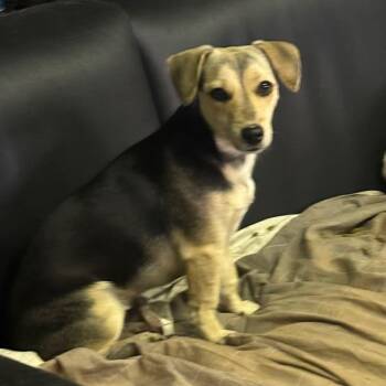 Terrier Dogs Available for Adoption in Toronto, Ontario - Zuri | PetCurious