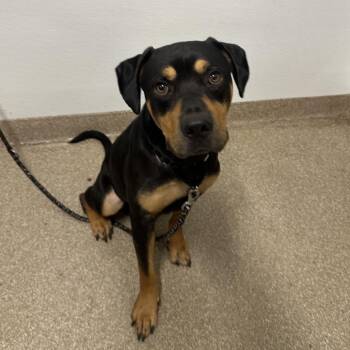 Drako -  Rottweiler and Mixed Breed Dog for Adoption in League City, Texas - Drako | PetCurious