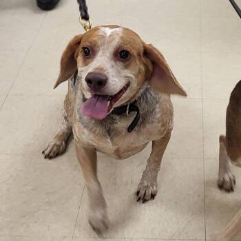 Rosie -  Beagle Dog for Adoption in Lake Panasoffkee, Florida - Rosie | PetCurious
