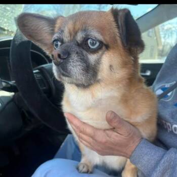 KoKo -  Mixed Breed Dog Available for Adoption in Poplar Bluff, Missouri - KoKo | PetCurious