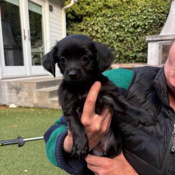 BEAU -  Spaniel and Mixed Breed Dog for Adoption in Richmond, California - BEAU | PetCurious