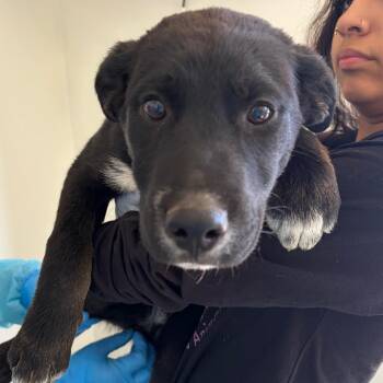 Shepherd and Mixed Breed Dogs Available for Adoption in Nashville, Tennessee - Slinky | PetCurious