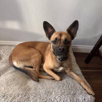 Banana Walnut -  Mixed Breed and Terrier Dog for Adoption in San Diego, California - Banana Walnut | PetCurious