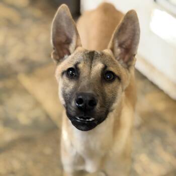 Rescue Carolina Dog Dogs for Adoption in Columbia, South Carolina - Pepe | PetCurious