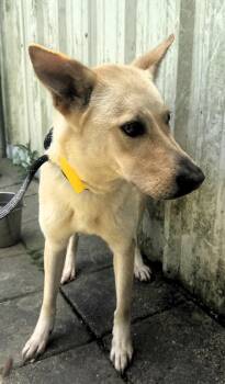 Shepherd and Carolina Dog Dogs Available for Adoption in Houston, Texas - Bella | PetCurious