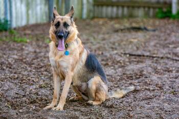 Rescue German Shepherd Dog Dogs for Adoption in Red Wing, Minnesota - Gypsy | PetCurious