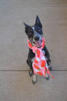 Australian Cattle Dog Blue Heeler Dogs Available for Adoption - Celtic | PetCurious