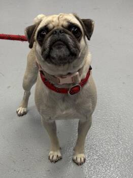 Pug Dogs Available for Adoption in Lawrenceville, Georgia - Pen 221 Lily | PetCurious
