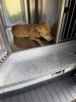 Mixed Breed Dogs Available for Adoption in Dallas, Texas - MAX | PetCurious