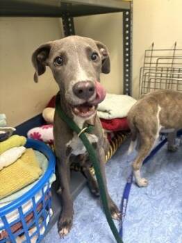 Polo -  Mixed Breed Dog for Adoption in Charleston, South Carolina - Polo | PetCurious
