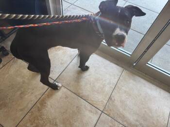 Dustin -  Mixed Breed Dog for Adoption in Cincinnati, Ohio - Dustin | PetCurious