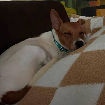 Biscotti -  Mixed Breed and Rat Terrier Dog for Adoption in West Olive, Michigan - Biscotti | PetCurious