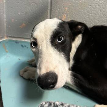 Rosebud -  Labrador Retriever Dog for Adoption in Austin, Texas - Rosebud | PetCurious