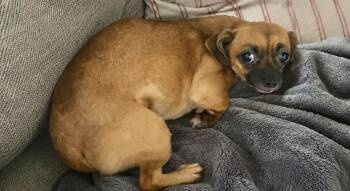 Trixie -  Chihuahua and Pug Dog for Adoption in Tifton, Georgia - Trixie | PetCurious