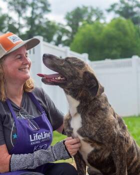 Linda -  Mixed Breed Dog for Adoption in Chamblee, Georgia - Linda | PetCurious