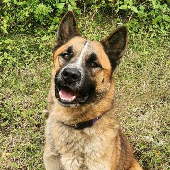 Rescue Akita and Anatolian Shepherd Dogs for Adoption in Austin, Texas - Dakota JuM | PetCurious