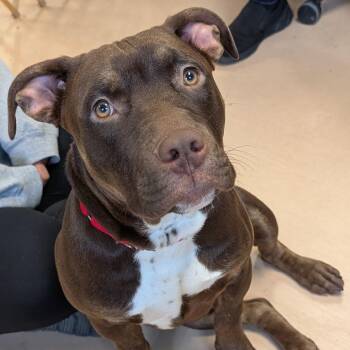 Pit Bull Terrier Dogs Available for Adoption in Walden, New York - Tank | PetCurious