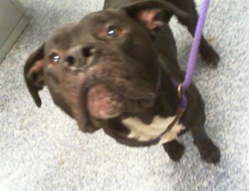 A1266588 -  Pit Bull Terrier Dog for Adoption in Charlotte, North Carolina - A1266588 | PetCurious