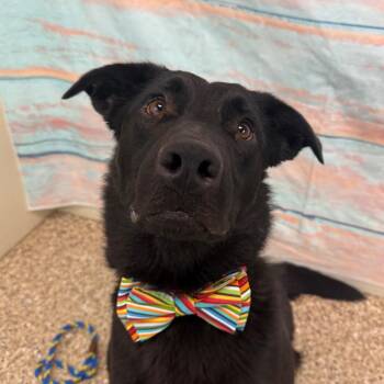 Black Labrador Retriever and German Shepherd Dog Dogs Available for Adoption in Cheyenne, Wyoming - Miki | PetCurious