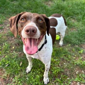 Ruby -  German Shorthaired Pointer Dog for Adoption - Ruby | PetCurious