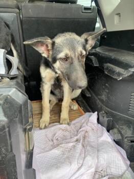 Rescue German Shepherd Dog Dogs for Adoption in Stockton, California - BLAIR | PetCurious