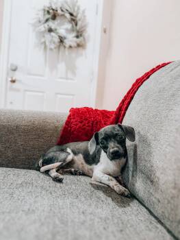 Chiweenie Dogs Available for Adoption - Benedict | PetCurious