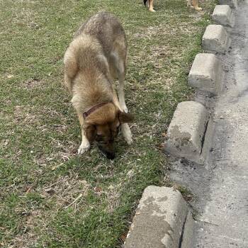 Mavie -  German Shepherd Dog Dog Available for Adoption in Portland, Texas - Mavie | PetCurious