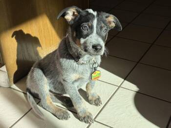 Australian Cattle Dog Blue Heeler Dogs Available for Adoption - Gus | PetCurious
