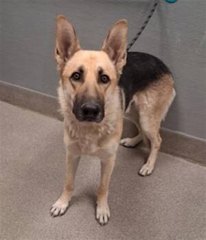 JET -  German Shepherd Dog Dog for Adoption in Las Vegas, Nevada - JET | PetCurious