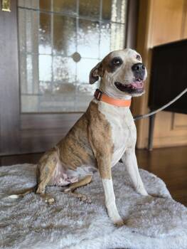 Byrdie -  Boxer and American Staffordshire Terrier Dog for Adoption in Boerne, Texas - Byrdie | PetCurious