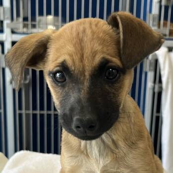 Mixed Breed Dogs Available for Adoption - 105412 | PetCurious