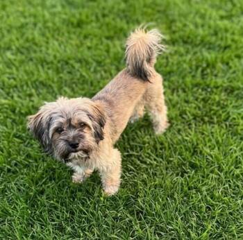 Jake 0166 -  Mixed Breed Dog for Adoption in Boca Raton, Florida - Jake 0166 | PetCurious