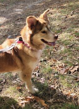 CAMMI -  Husky Dog for Adoption in New York, New York - CAMMI | PetCurious