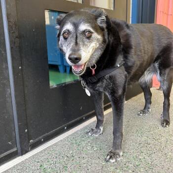 Bea 14413 -  Black Labrador Retriever and Border Collie Dog for Adoption in San Francisco, California - Bea 14413 | PetCurious