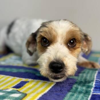 Terrier Dogs Available for Adoption in Meherrin, Virginia - Pixie | PetCurious