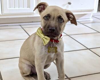 Labrador Retriever and Husky Dogs Available for Adoption - Rumble | PetCurious