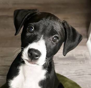 Rescue Mixed Breed Dogs for Adoption in Georgetown, Kentucky - Lolly | PetCurious